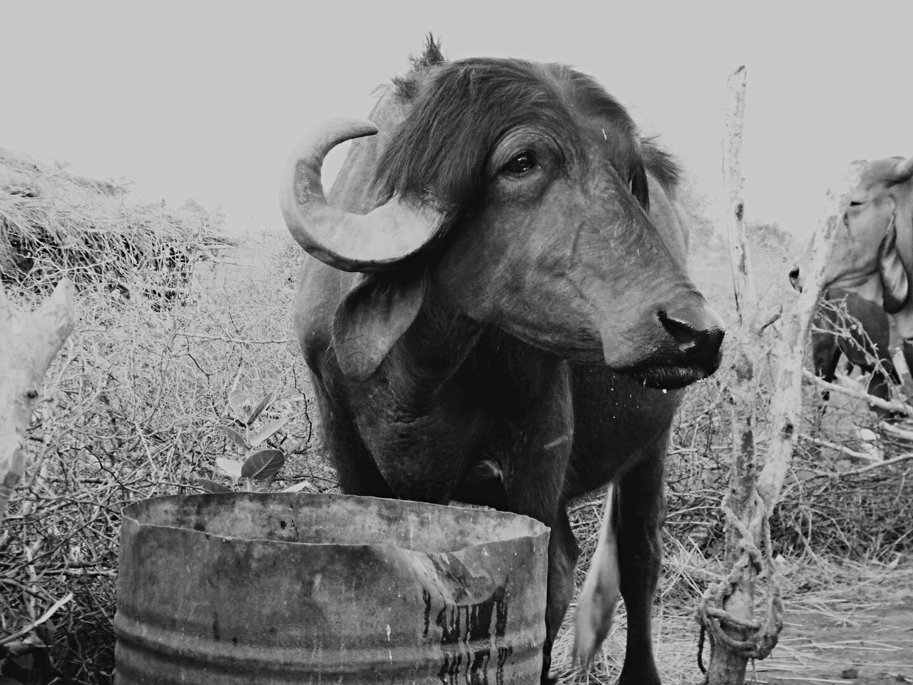 CLOSE-UP OF ELEPHANT IN FARM