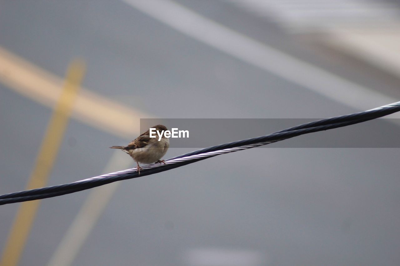 LOW ANGLE VIEW OF BIRD PERCHING ON METAL