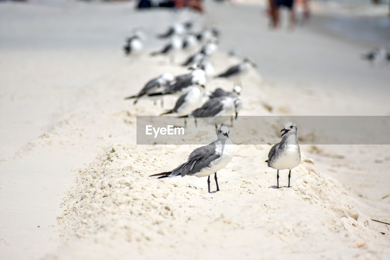 Birds at beach