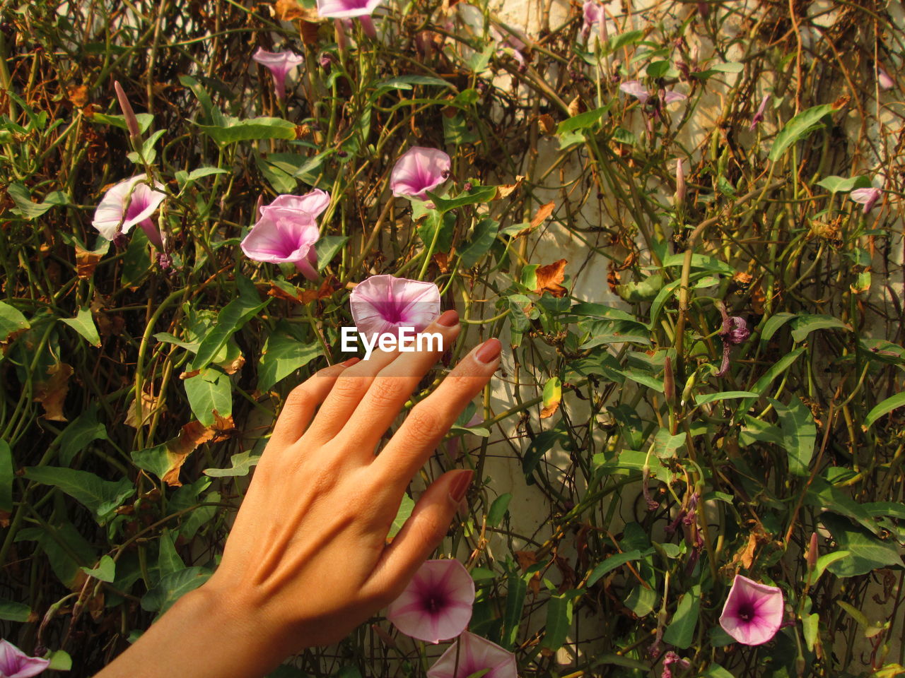 A person holding pink flowering plants