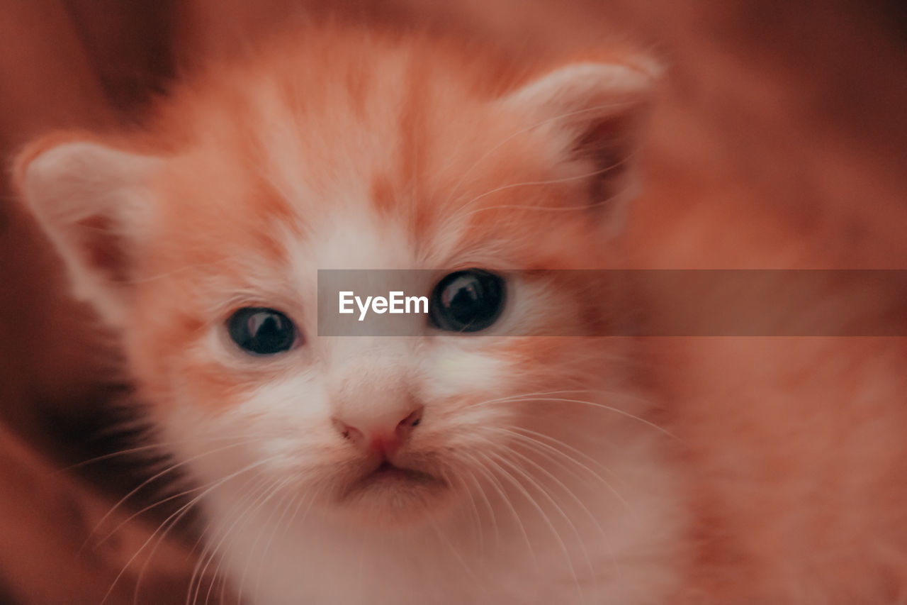 CLOSE-UP PORTRAIT OF A KITTEN