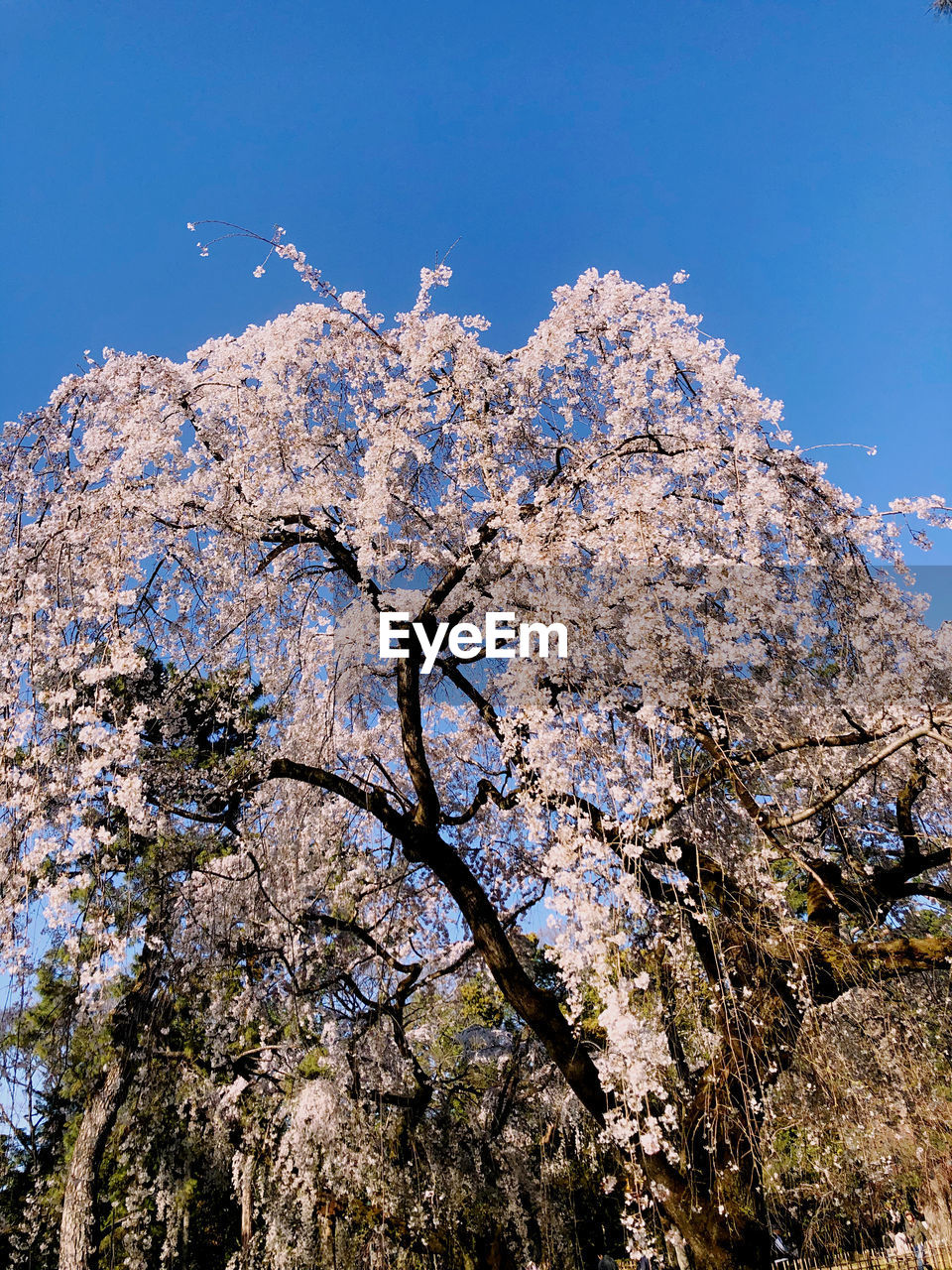 LOW ANGLE VIEW OF CHERRY BLOSSOMS AGAINST CLEAR BLUE SKY