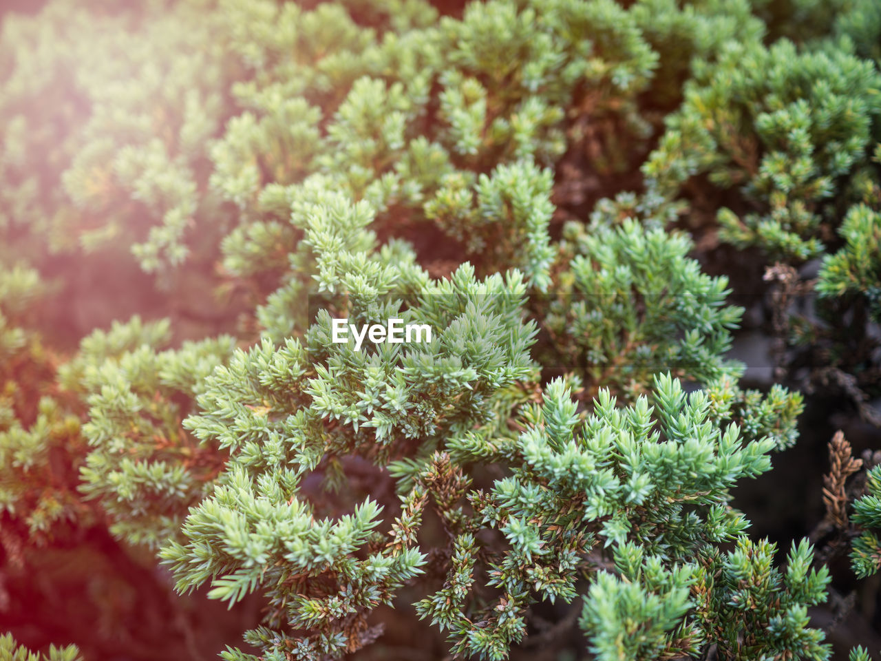 CLOSE-UP OF FRESH GREEN PLANT WITH TREE