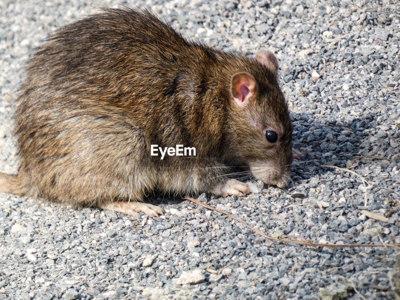 High angle view of rat on foot path 