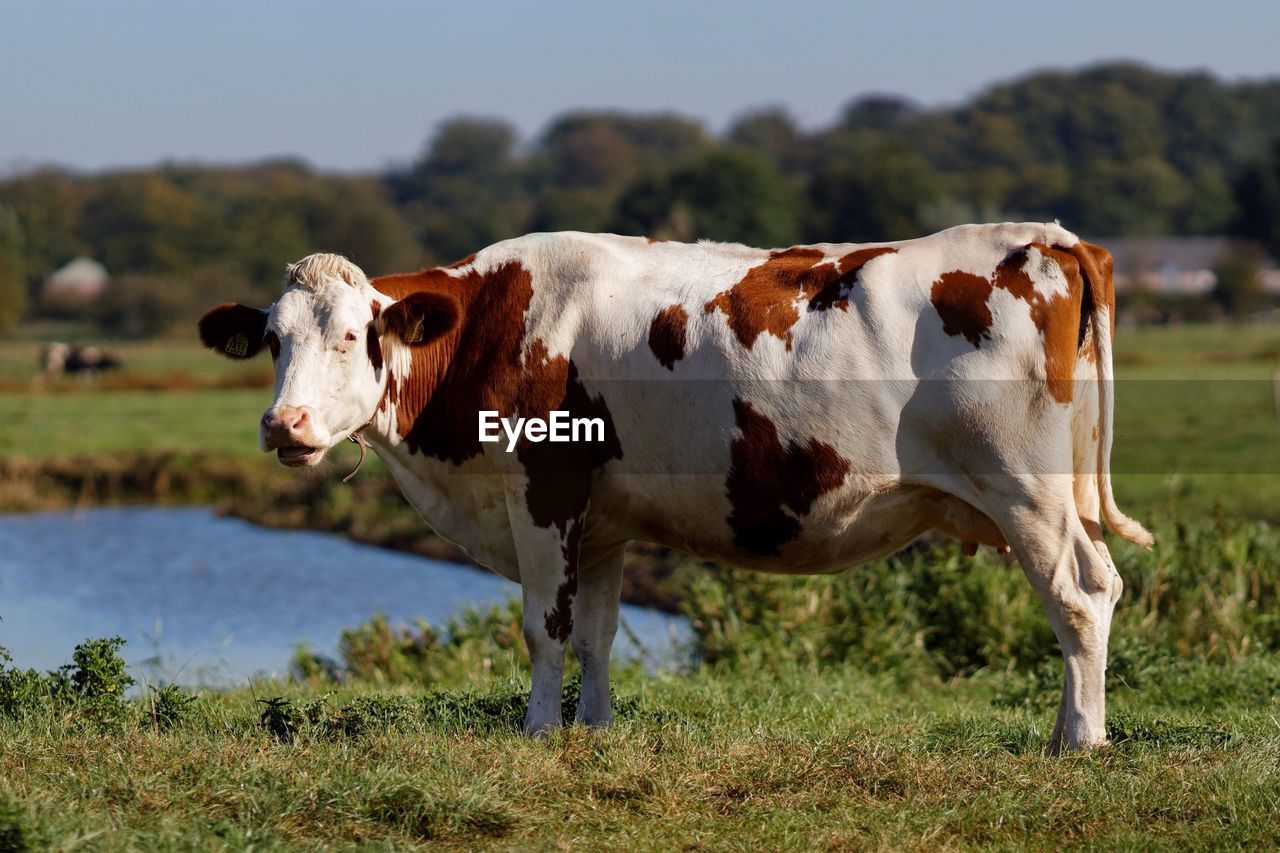 Side view of a cow on grassland