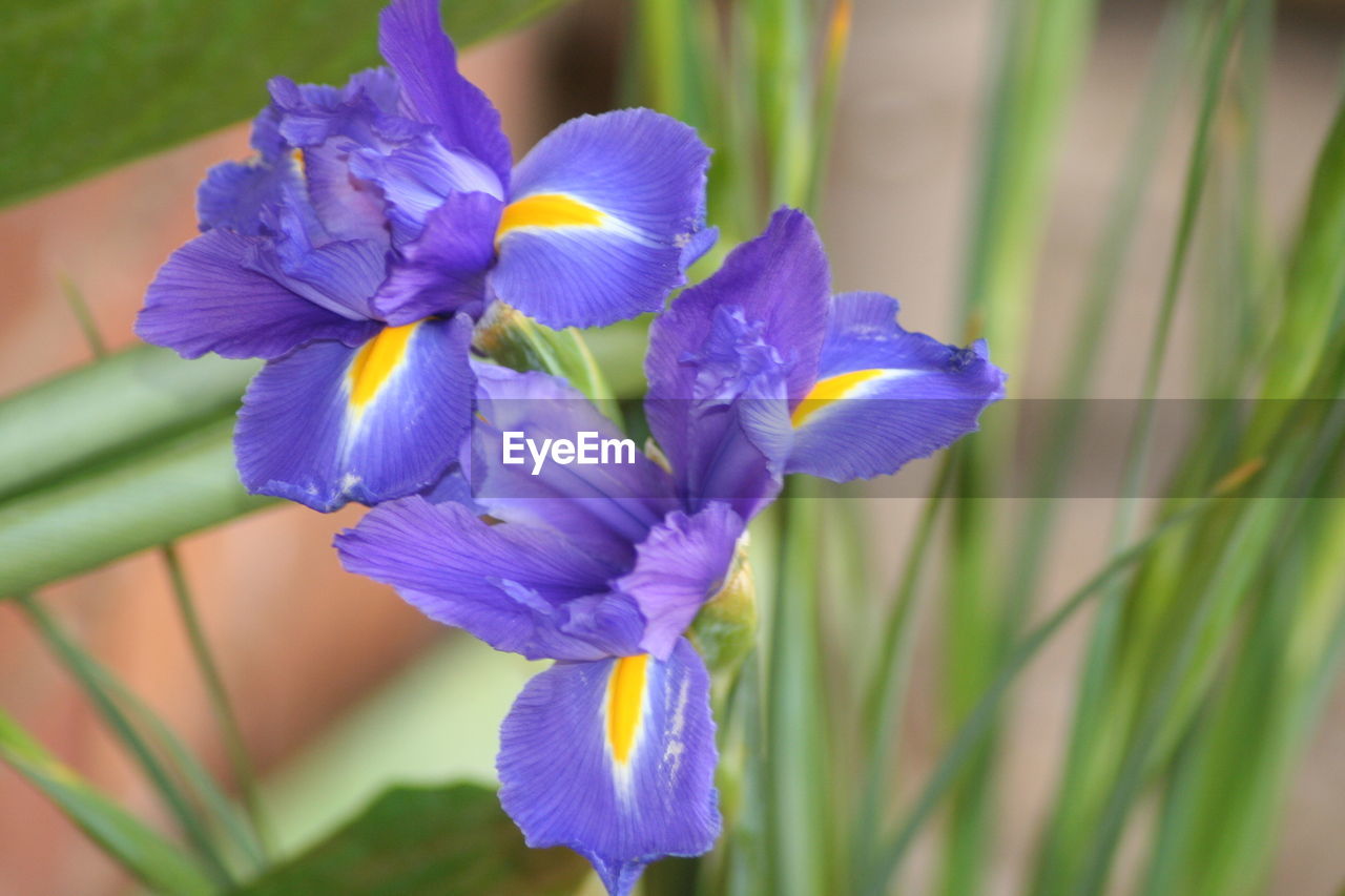 CLOSE-UP OF PURPLE FLOWERS AGAINST BLUE SKY