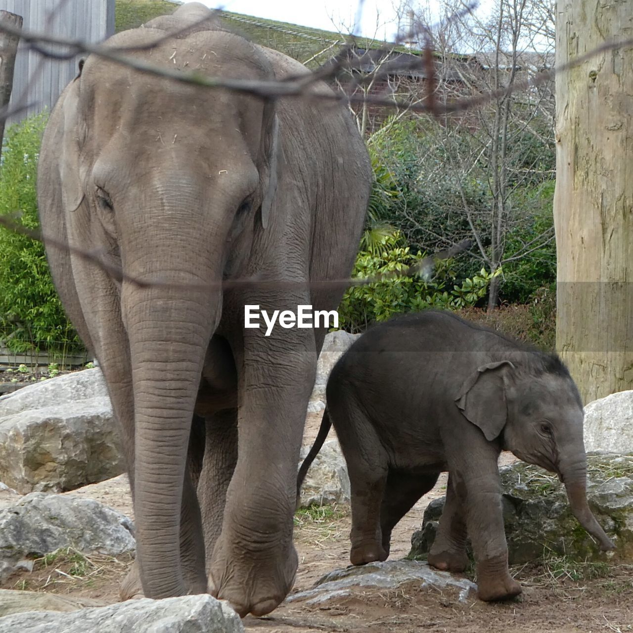 ELEPHANT IN ANIMAL