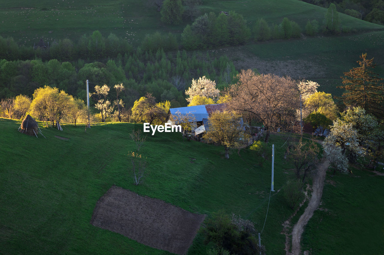 HIGH ANGLE VIEW OF TREES GROWING IN FIELD