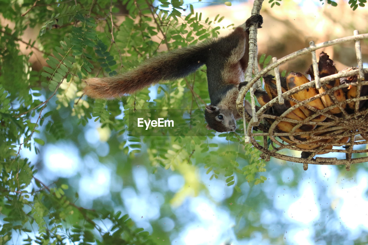 Low angle view of squirrel on tree