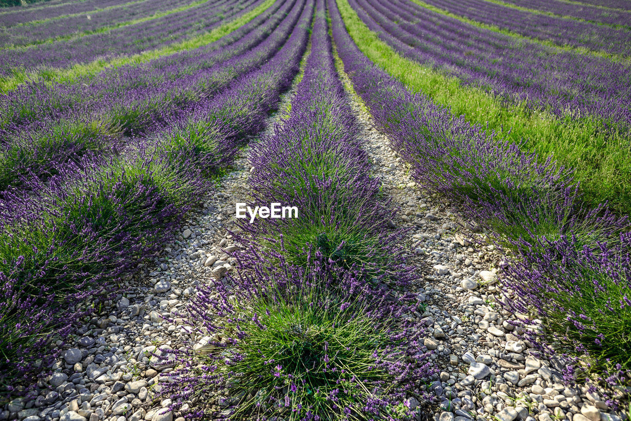 Scenic view of lavender growing on field