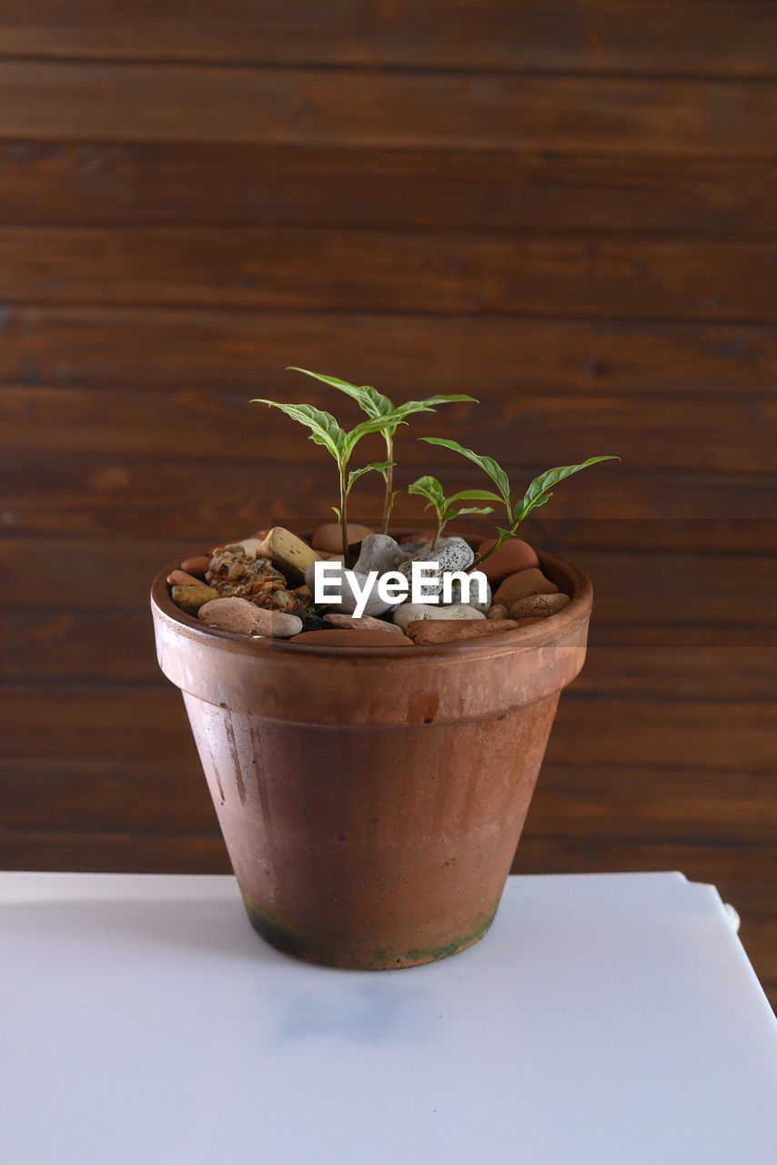 close-up of potted plant