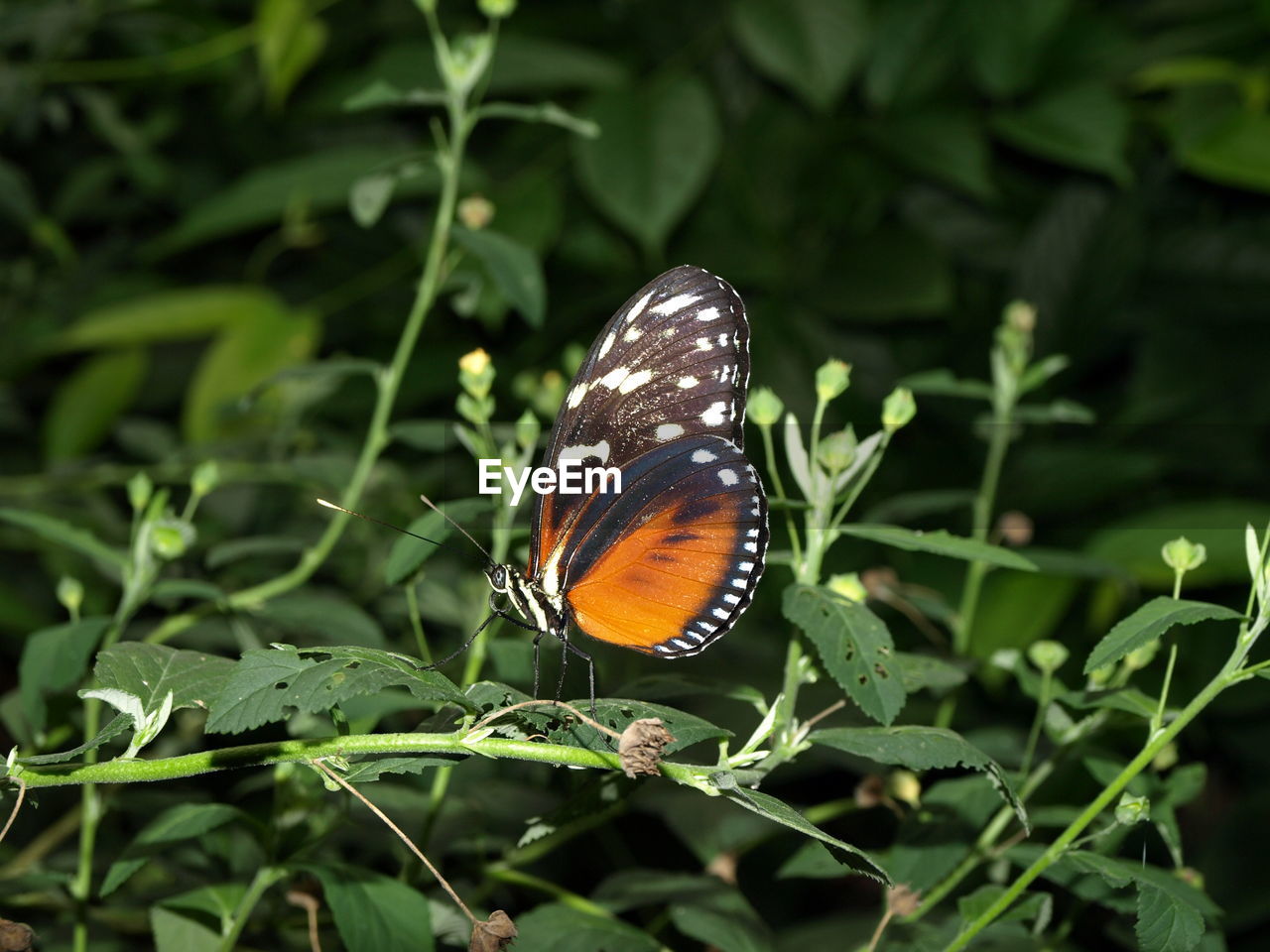 Close-up of butterfly on leaf