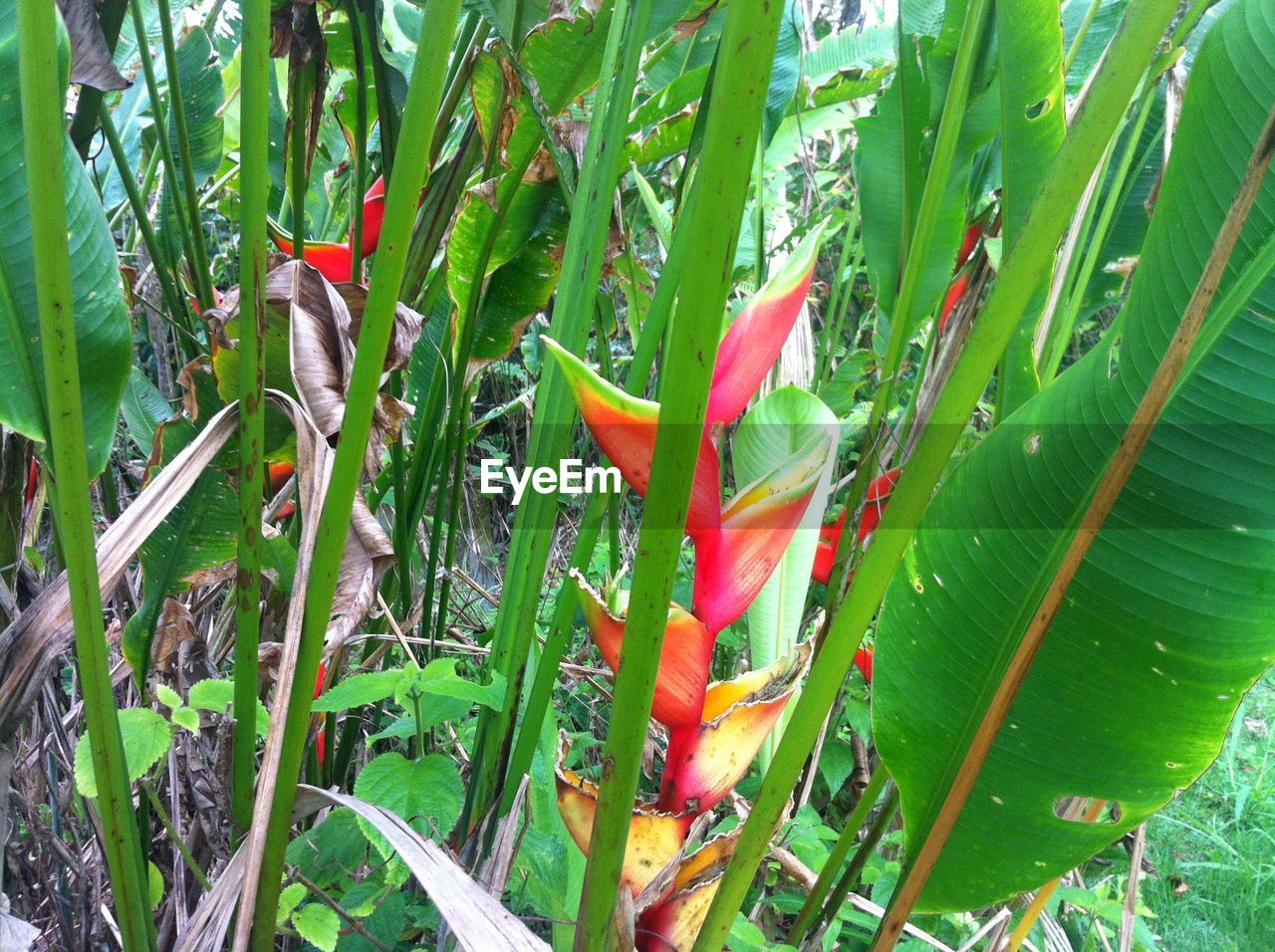 CLOSE-UP OF RED FLOWER