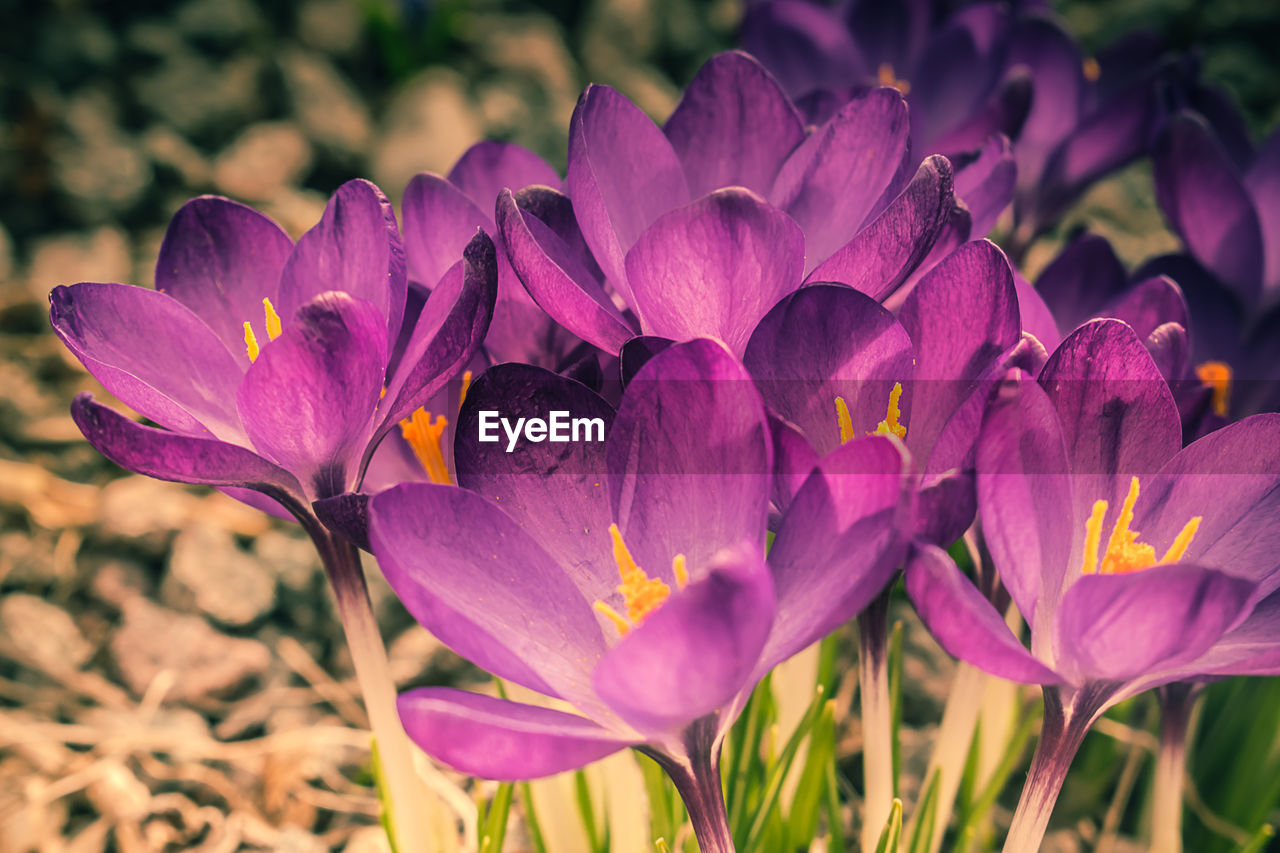 Close-up of purple crocus blooming outdoors