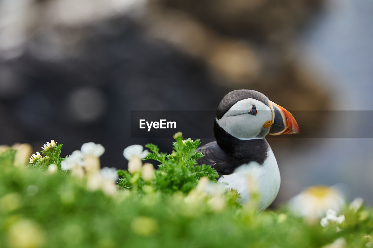 Puffin standing on a rock cliff . fratercula arctica 