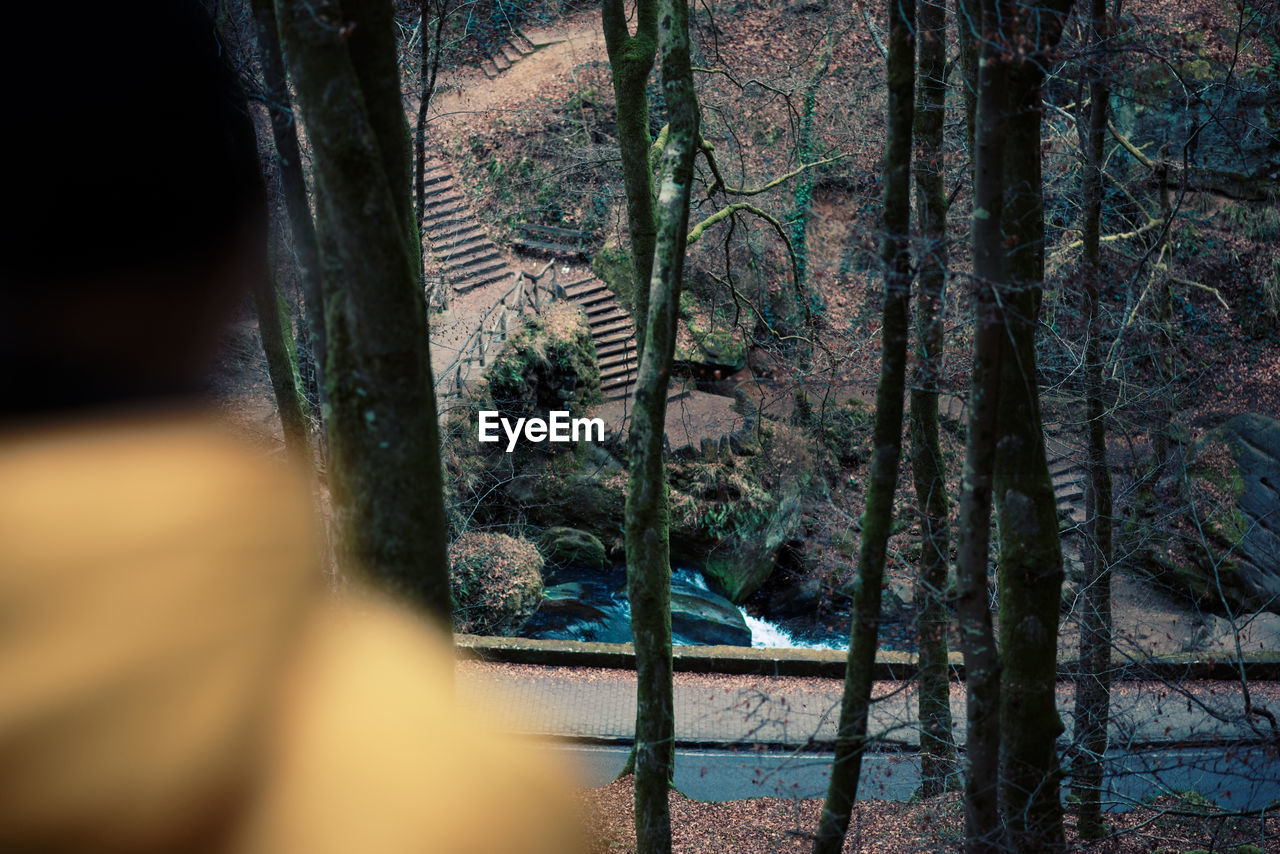tree, no people, tree trunk, nature, day, water, outdoors, beauty in nature, close-up