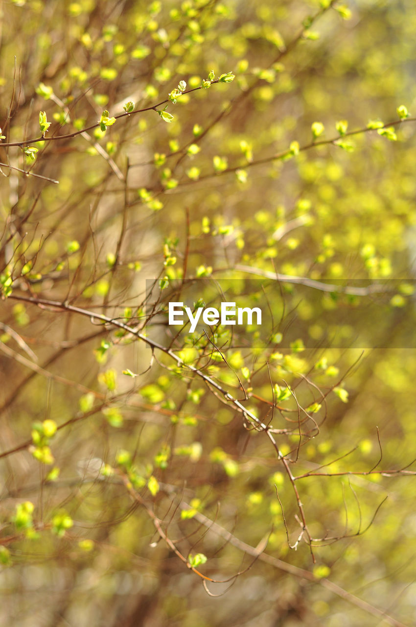 sunlight, plant, green, branch, nature, tree, autumn, leaf, yellow, beauty in nature, no people, growth, flower, outdoors, land, day, selective focus, grass, freshness, tranquility, focus on foreground, backgrounds, environment, close-up, forest, plant part, natural environment, springtime, summer, meadow, defocused