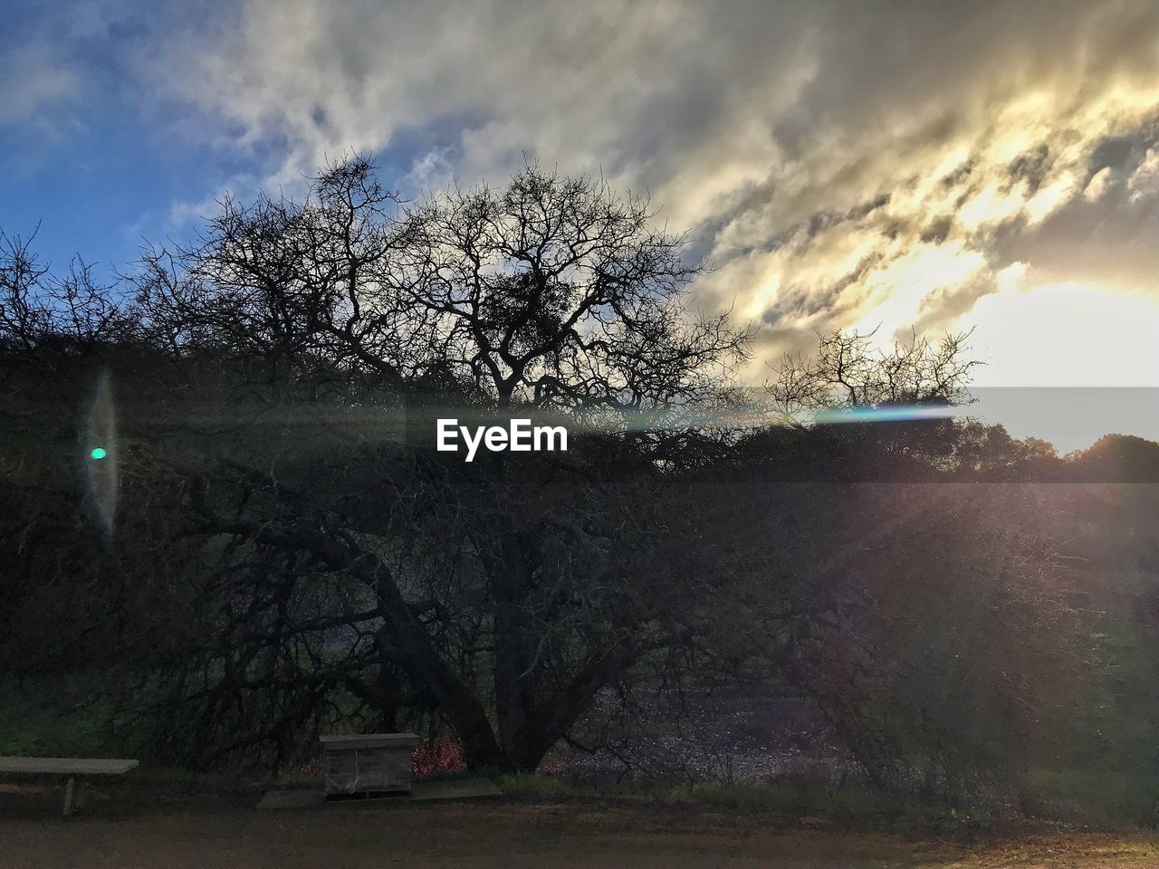 TREES ON FIELD AGAINST SKY DURING SUNSET