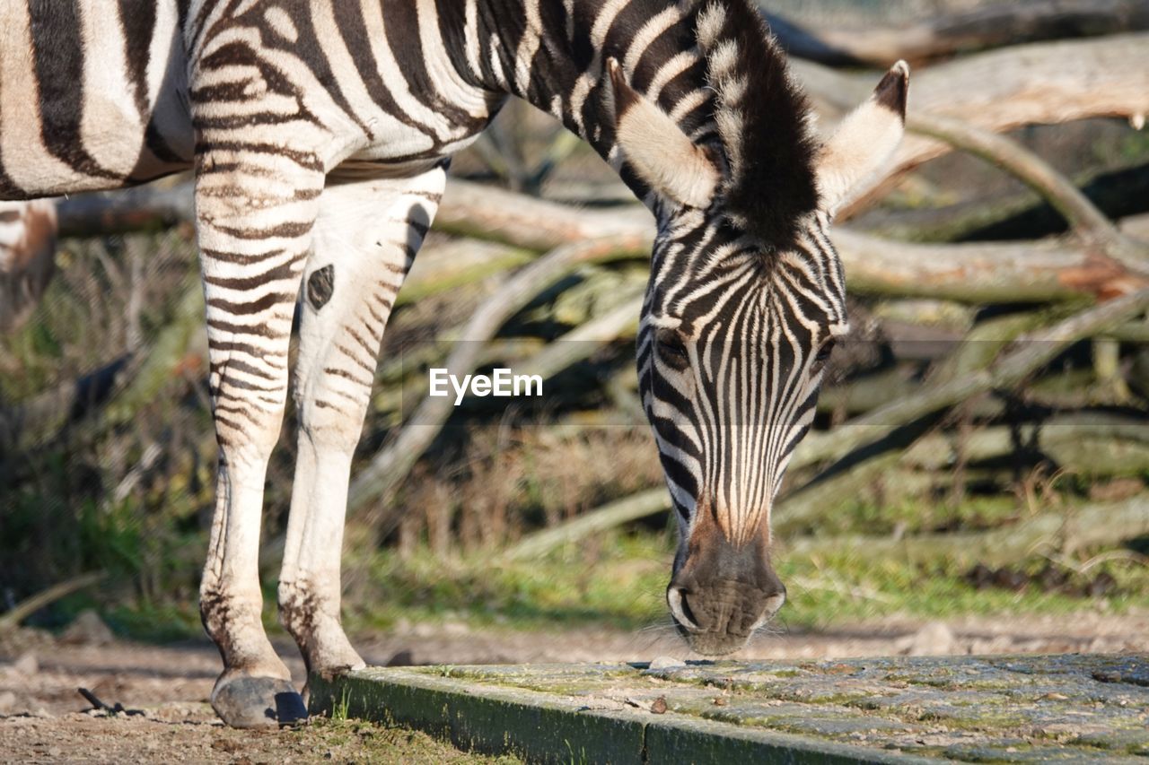 Zebras in a zoo