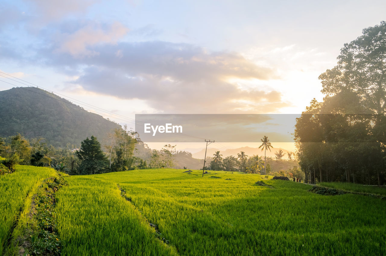 Sunset over the terraced ricefield with mountain at the background in east nusa tenggara, indonesia