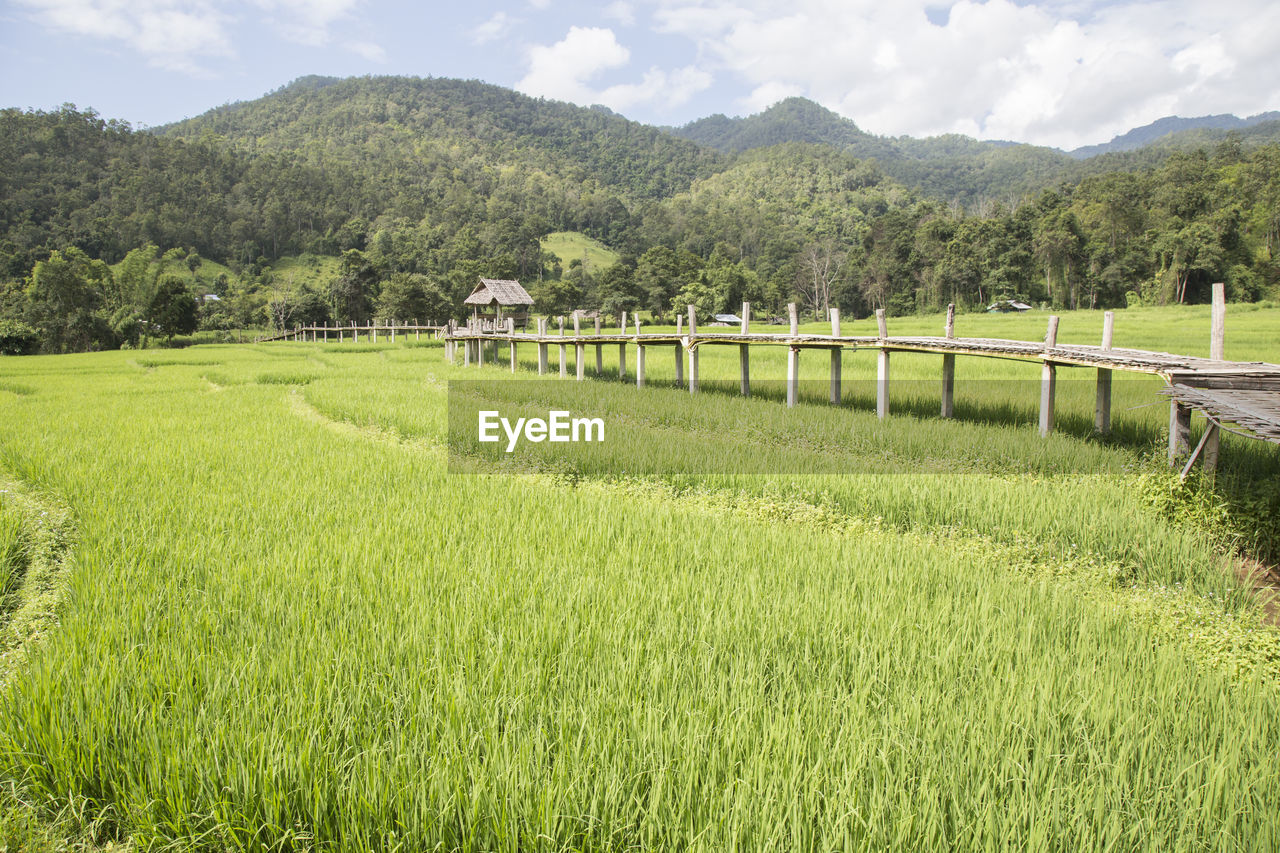 Famous pai bamboo bridge over green rice terraces under blue sky