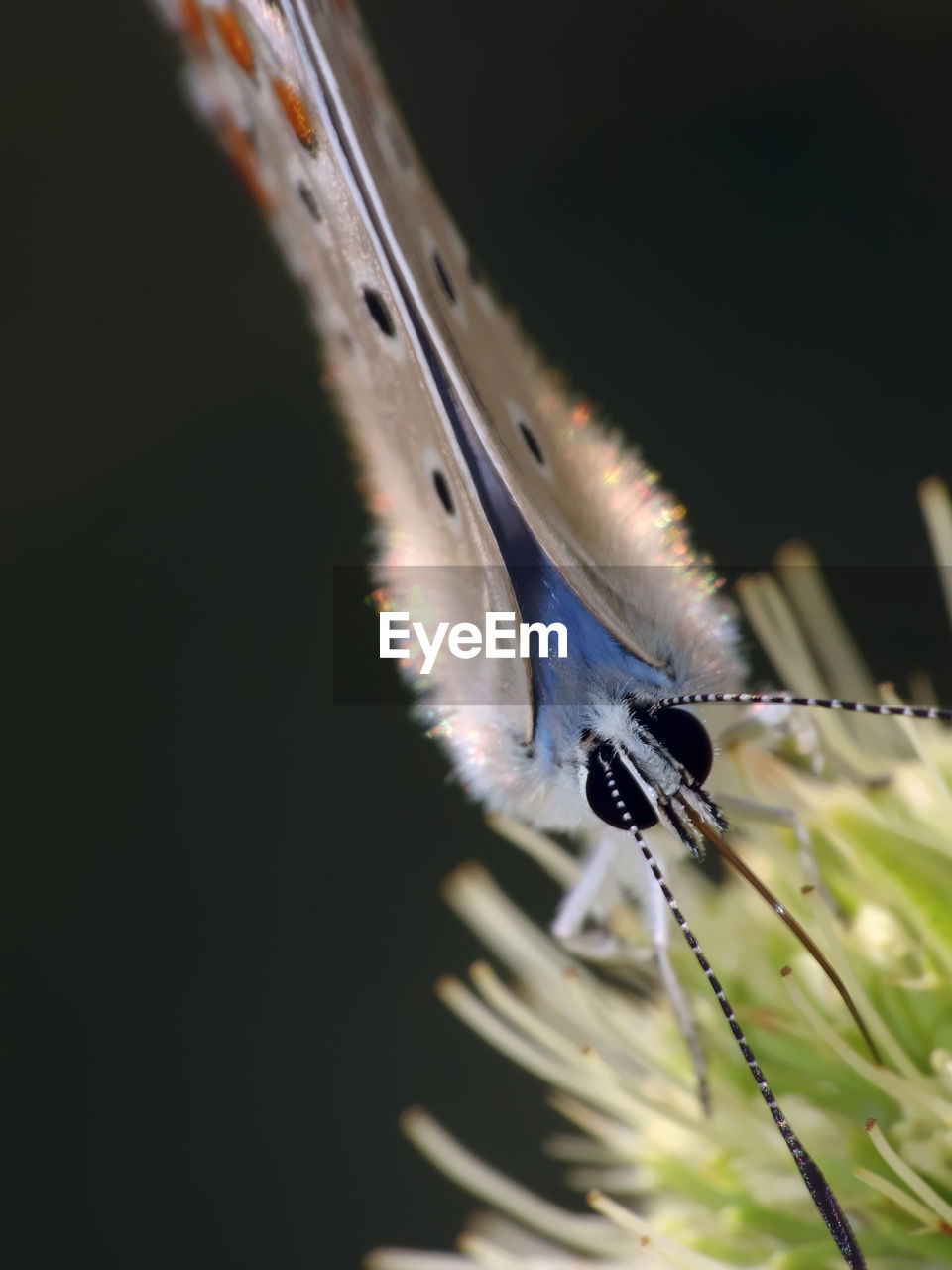 CLOSE-UP OF CATERPILLAR ON LEAF