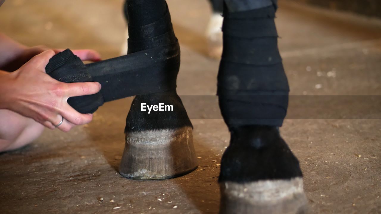 Young lady bandaging horse's leg. closeup of a black bandages on a purebred black horse's leg.