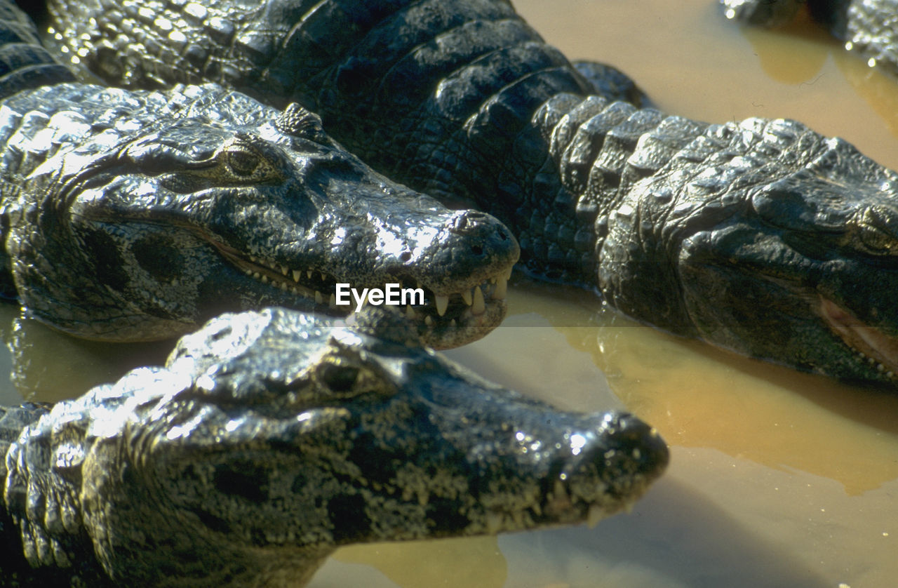 CLOSE-UP OF CROCODILE AT WATER