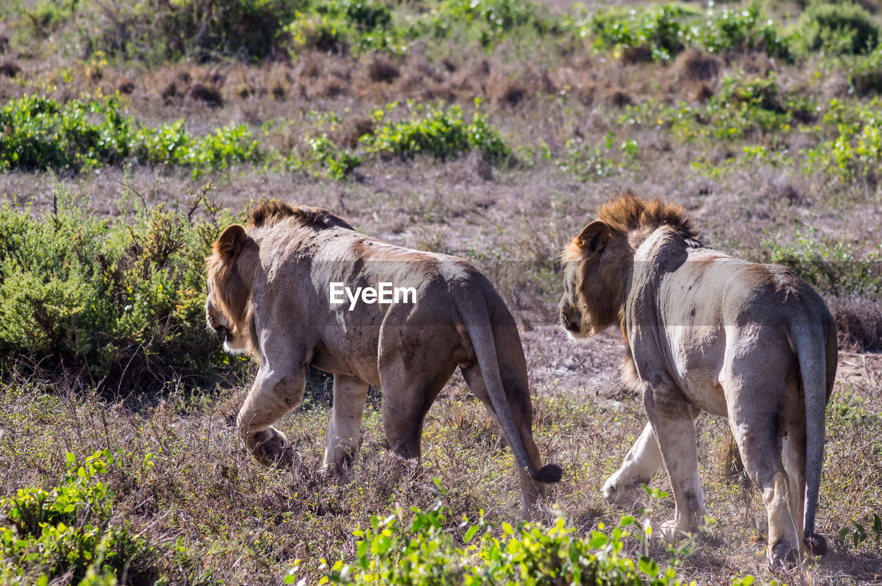 HORSES STANDING IN A FARM