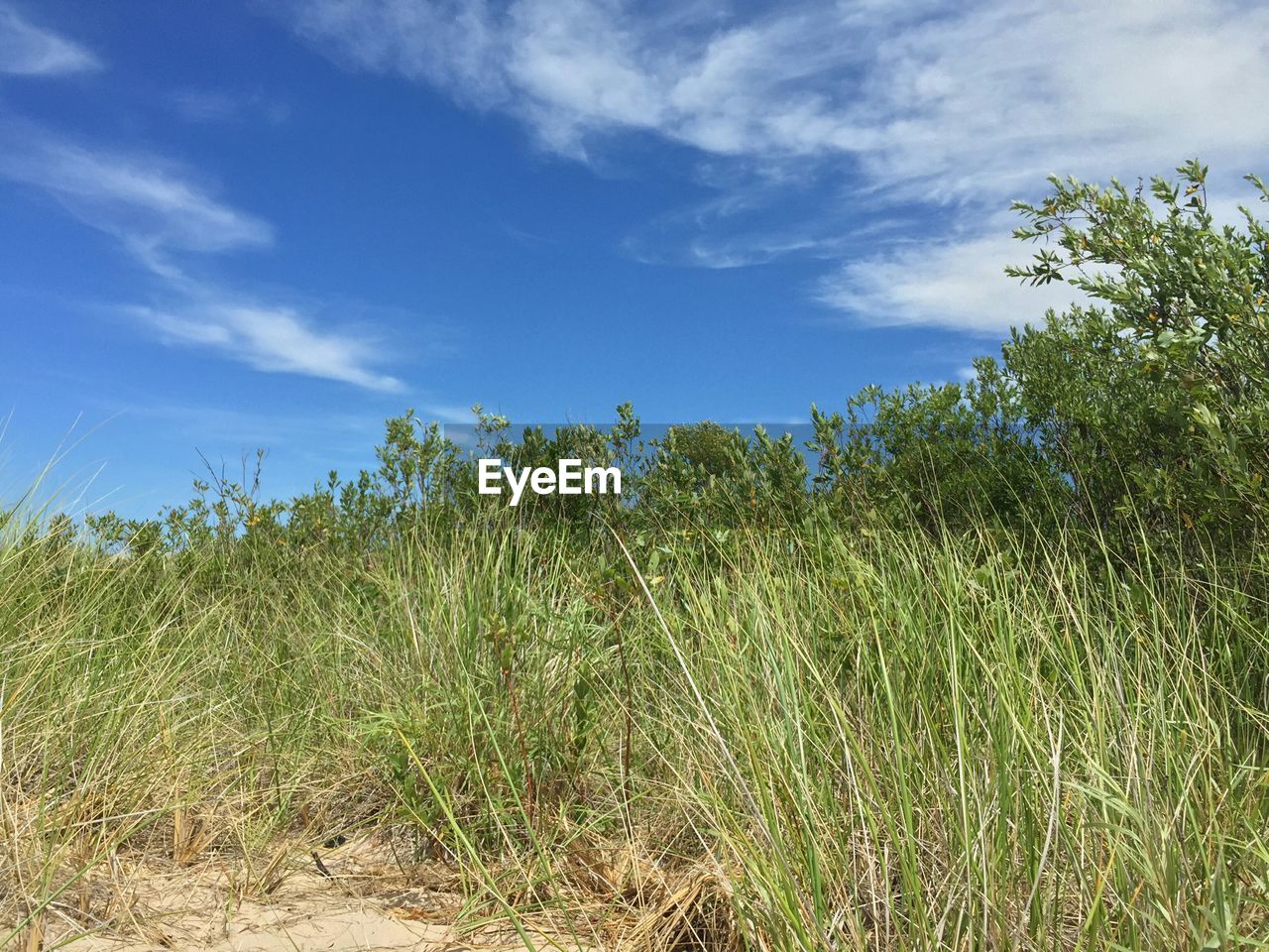 Low angle view of plants on field against cloudy blue sky