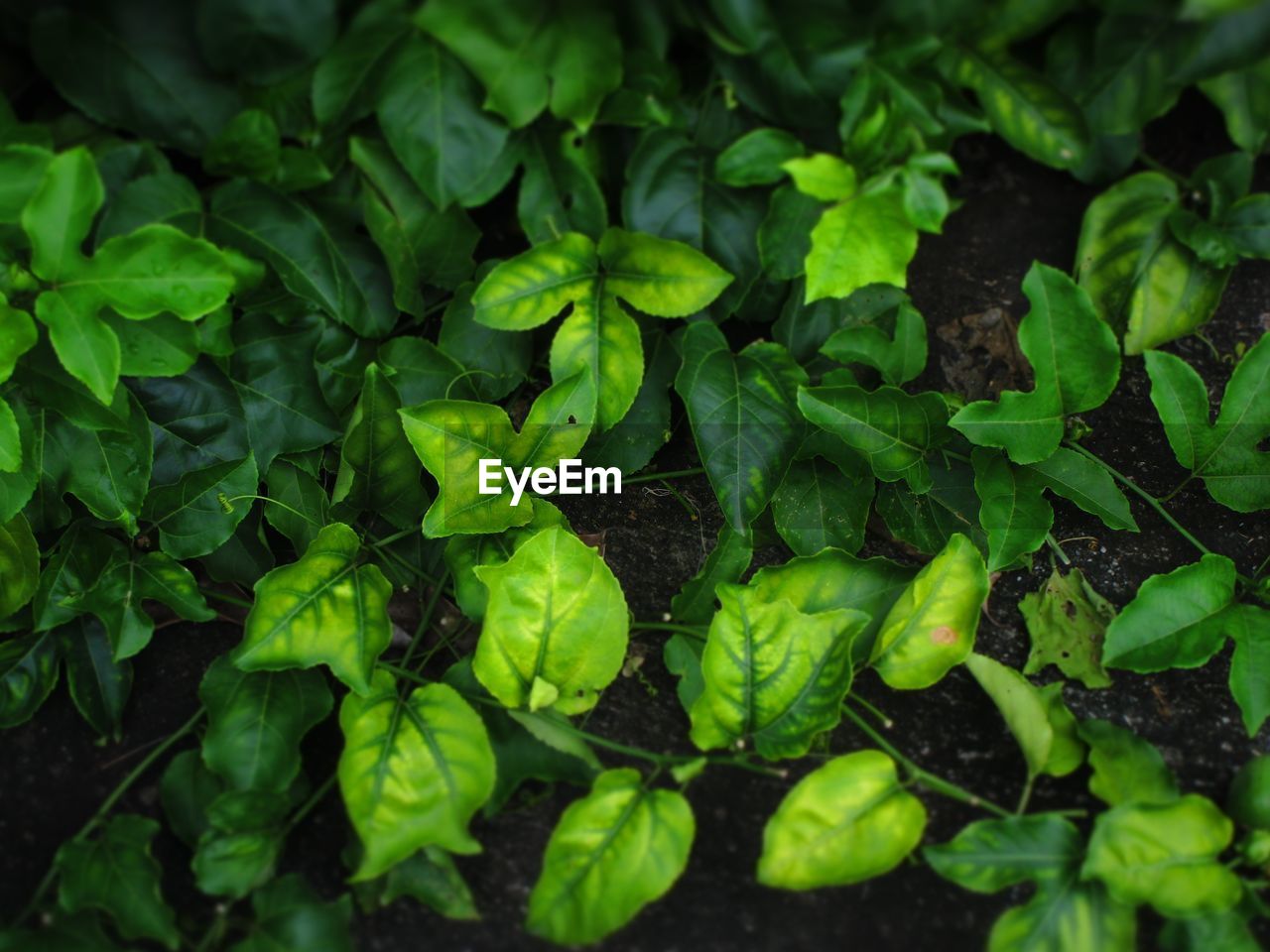 High angle view of green leaves on field