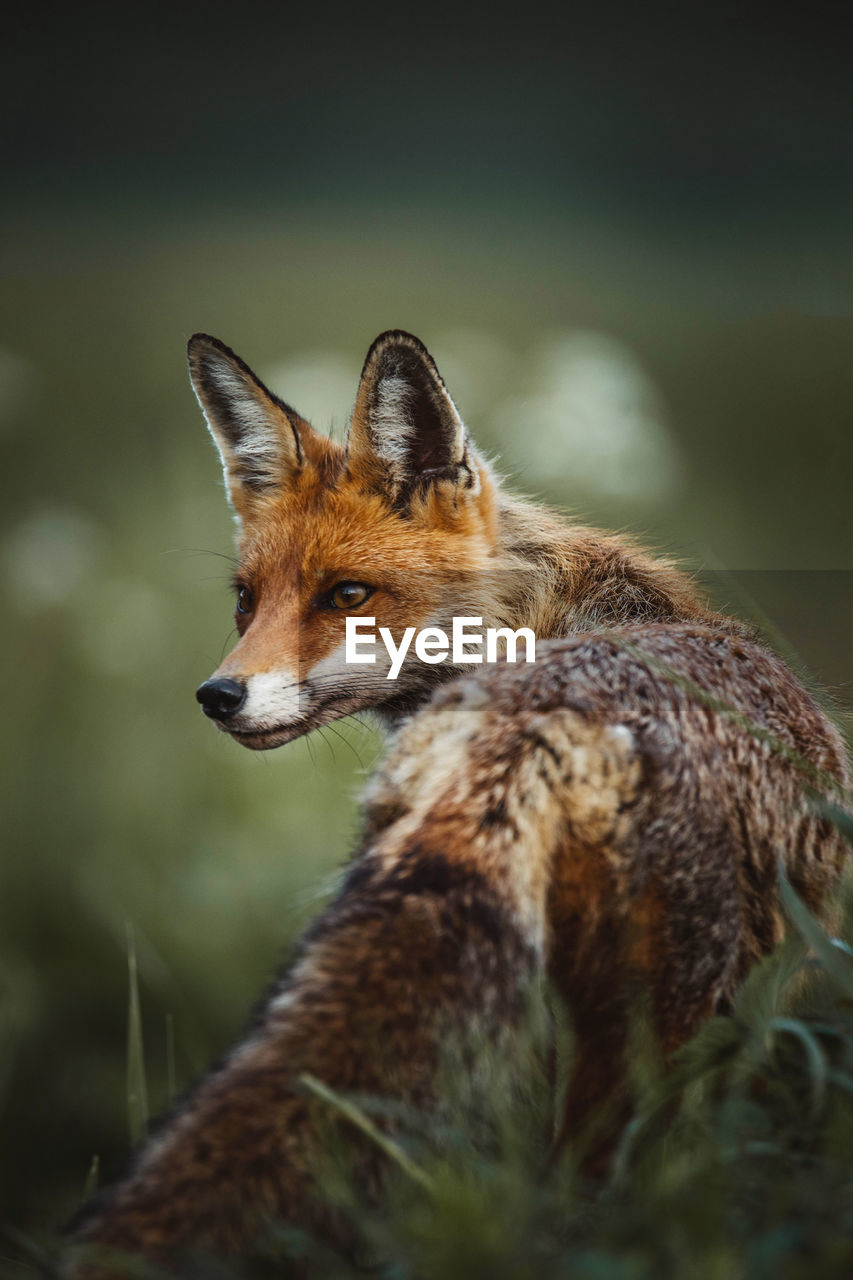 Portrait of red fox in the wilderness forest	