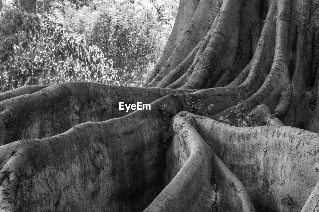 SCENIC VIEW OF ROCK FORMATION IN FOREST