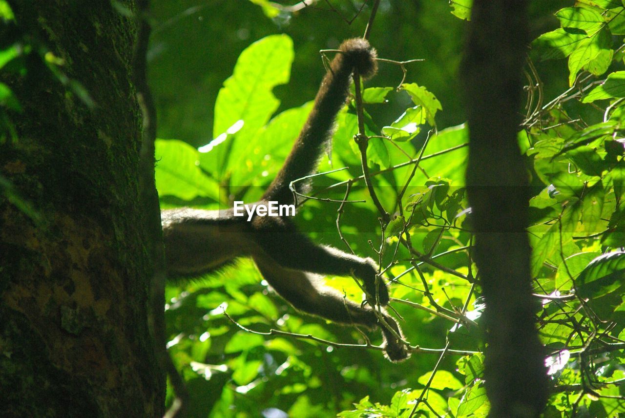 Low section of monkey hanging on tree in forest