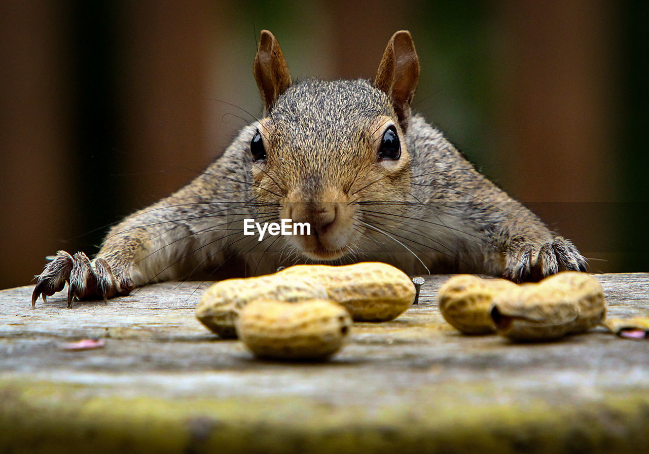 Close-up of squirrel with peanuts