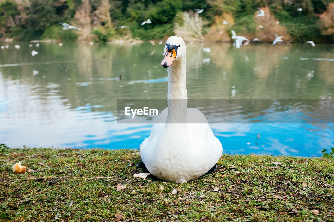 Close-up of swan sitting on field against lake