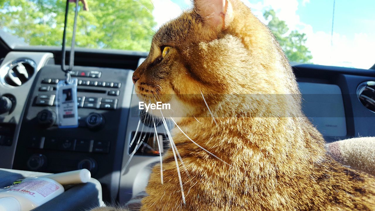 Close-up of domestic cat sitting on car seat