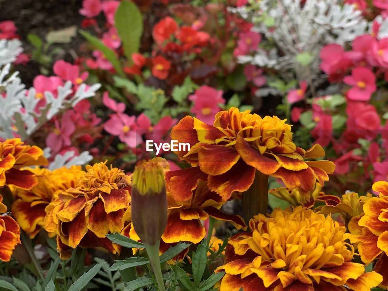 Close-up of yellow marigold flowers