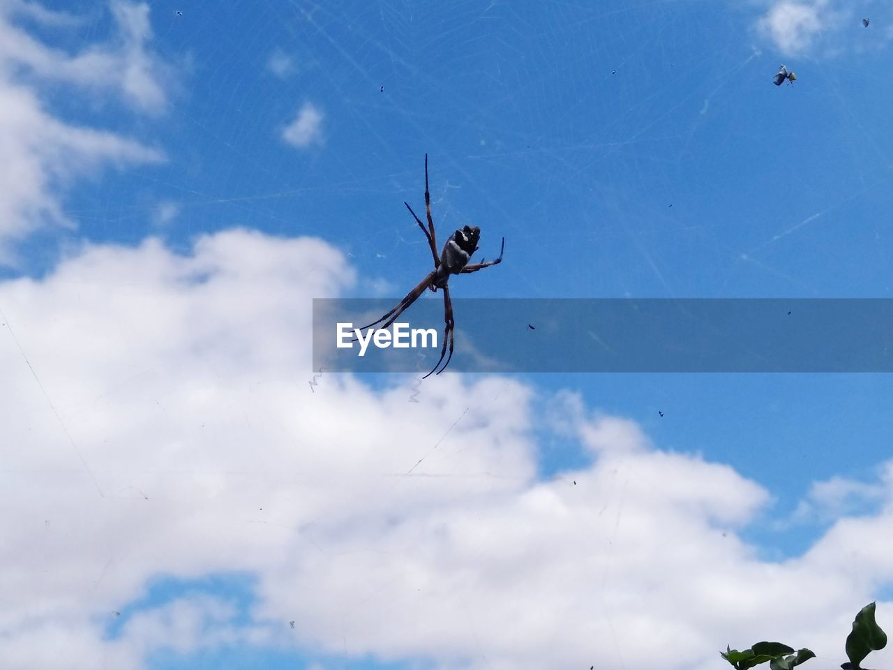 LOW ANGLE VIEW OF SPIDER WEB AGAINST SKY