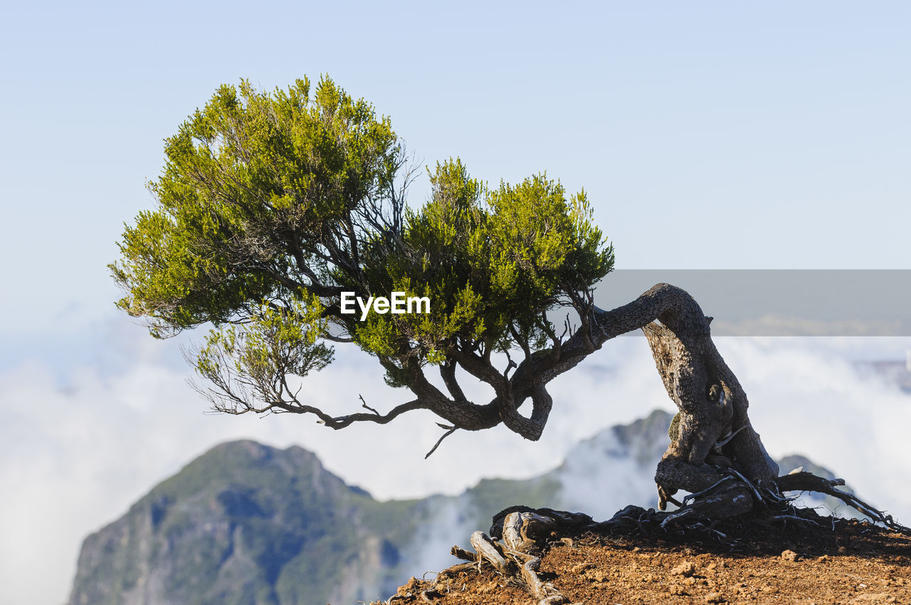 Curved tree above clouds, madeira