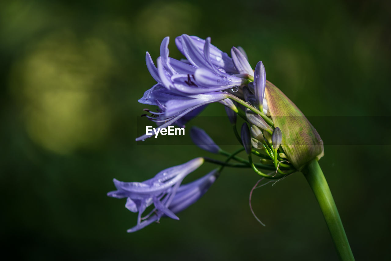 Close-up of purple flowering plant