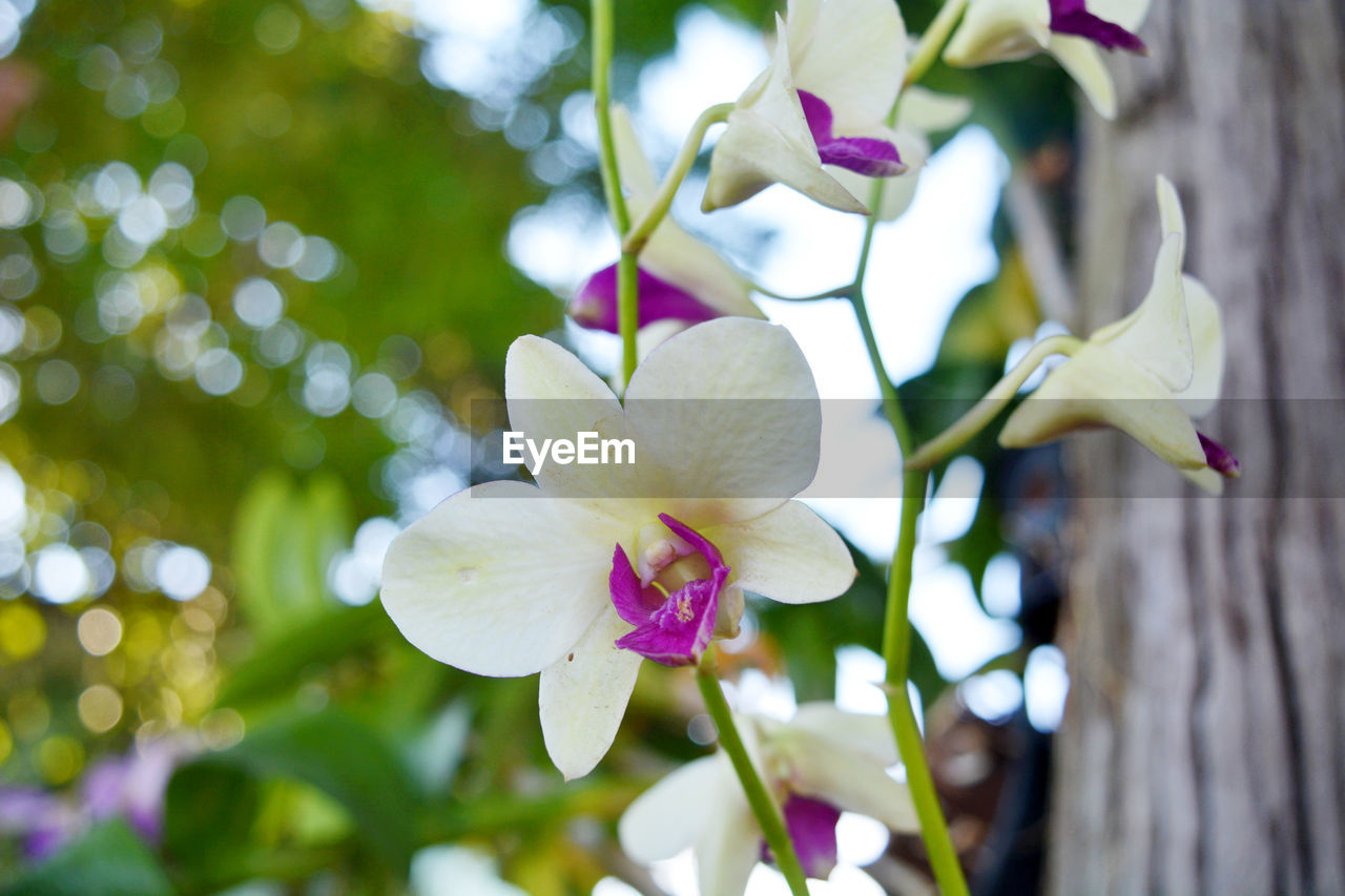 Orchid Beauty In Nature Close-up Day Flower Flower Head Flowering Plant Focus On Foreground Fragility Freshness Growth Inflorescence Nature No People Orchid Outdoors Petal Plant Purple Tree Vulnerability  White Color