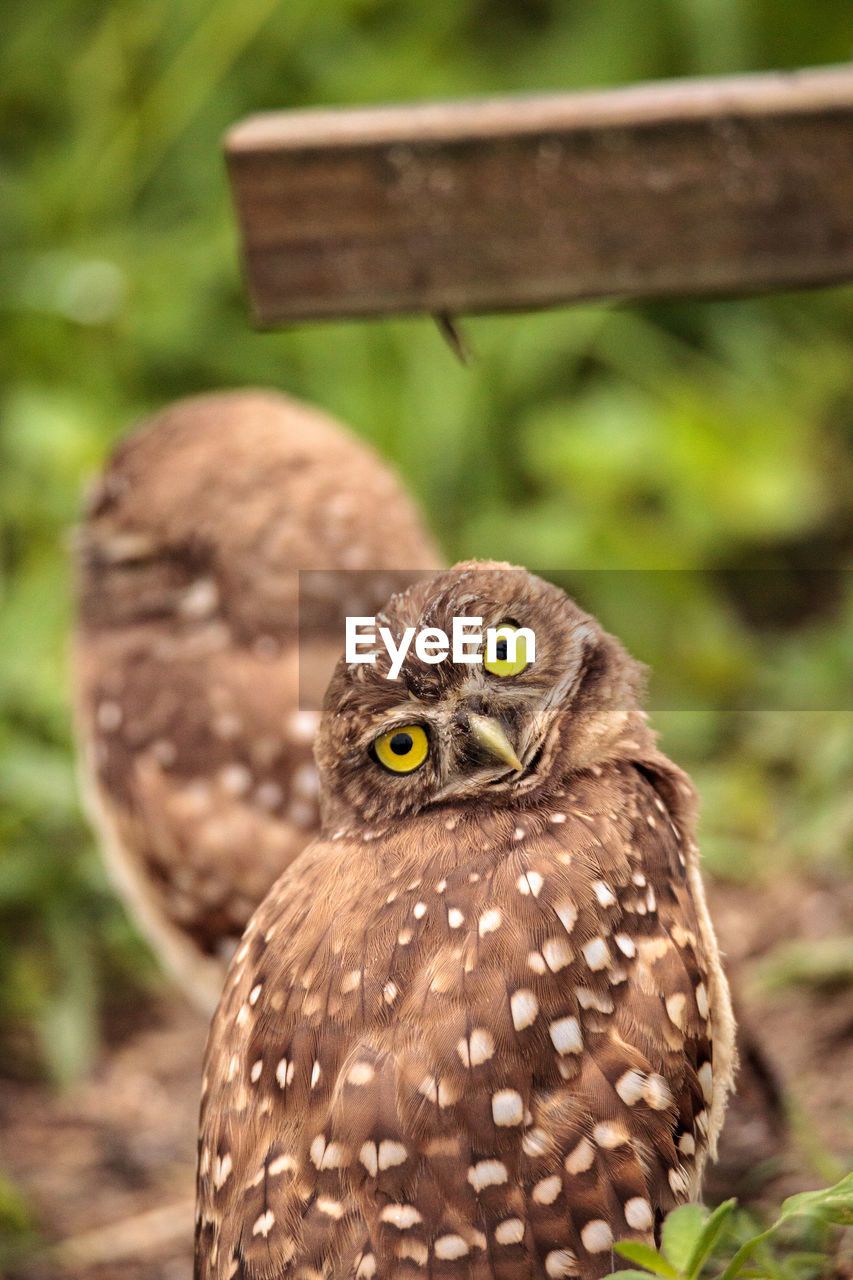 Funny burrowing owl athene cunicularia tilts its head outside its burrow on marco island, florida