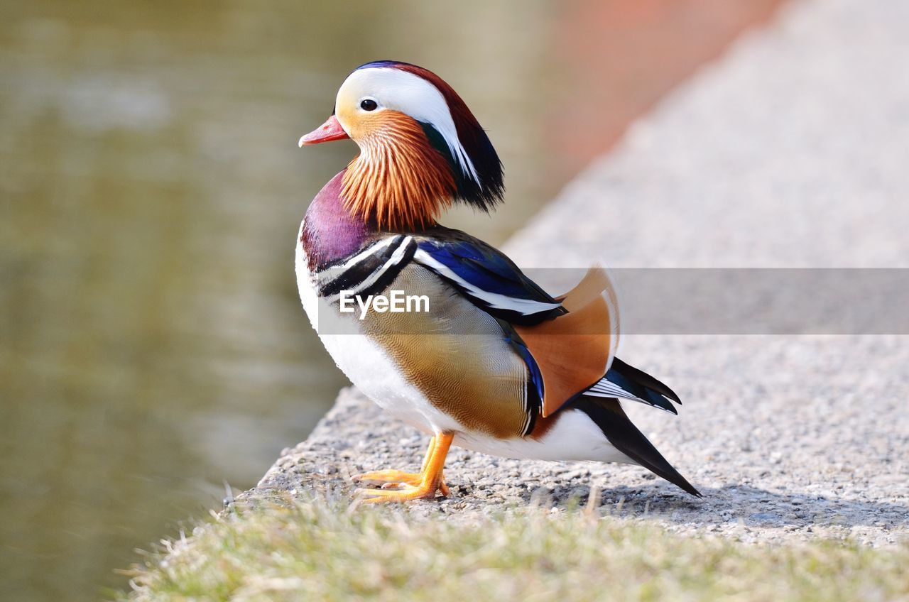 Side view of mandarin duck at riverbank