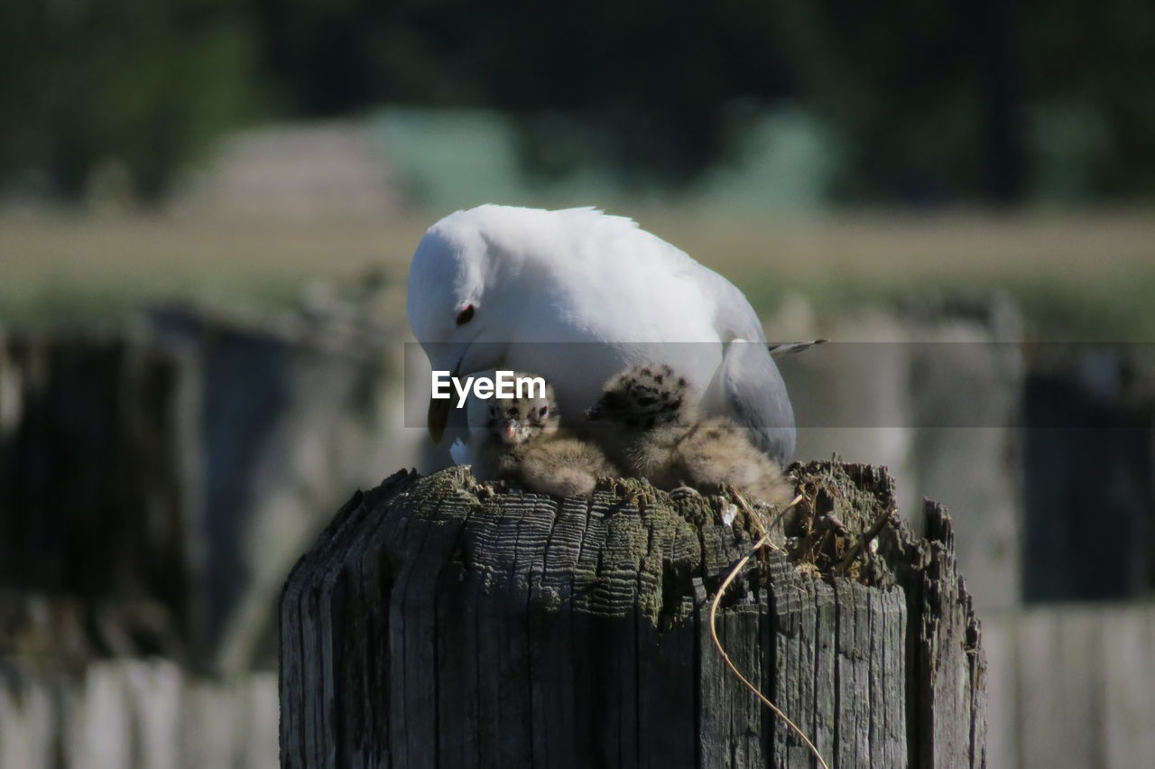 Close-up of seagull perching on wooden post