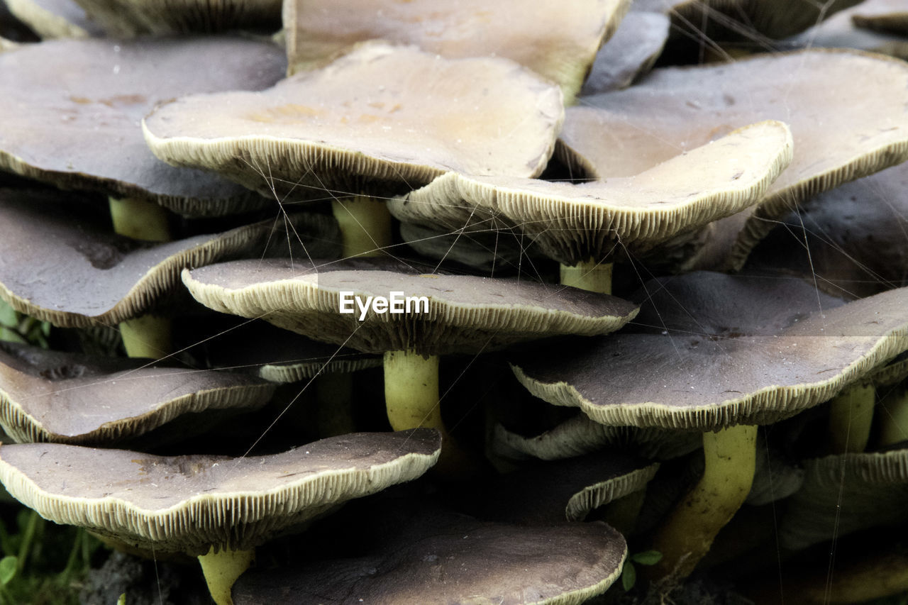 CLOSE-UP OF MUSHROOM GROWING AT MARKET