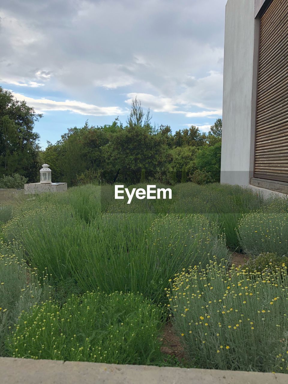 PLANTS GROWING ON FIELD AGAINST BUILDING