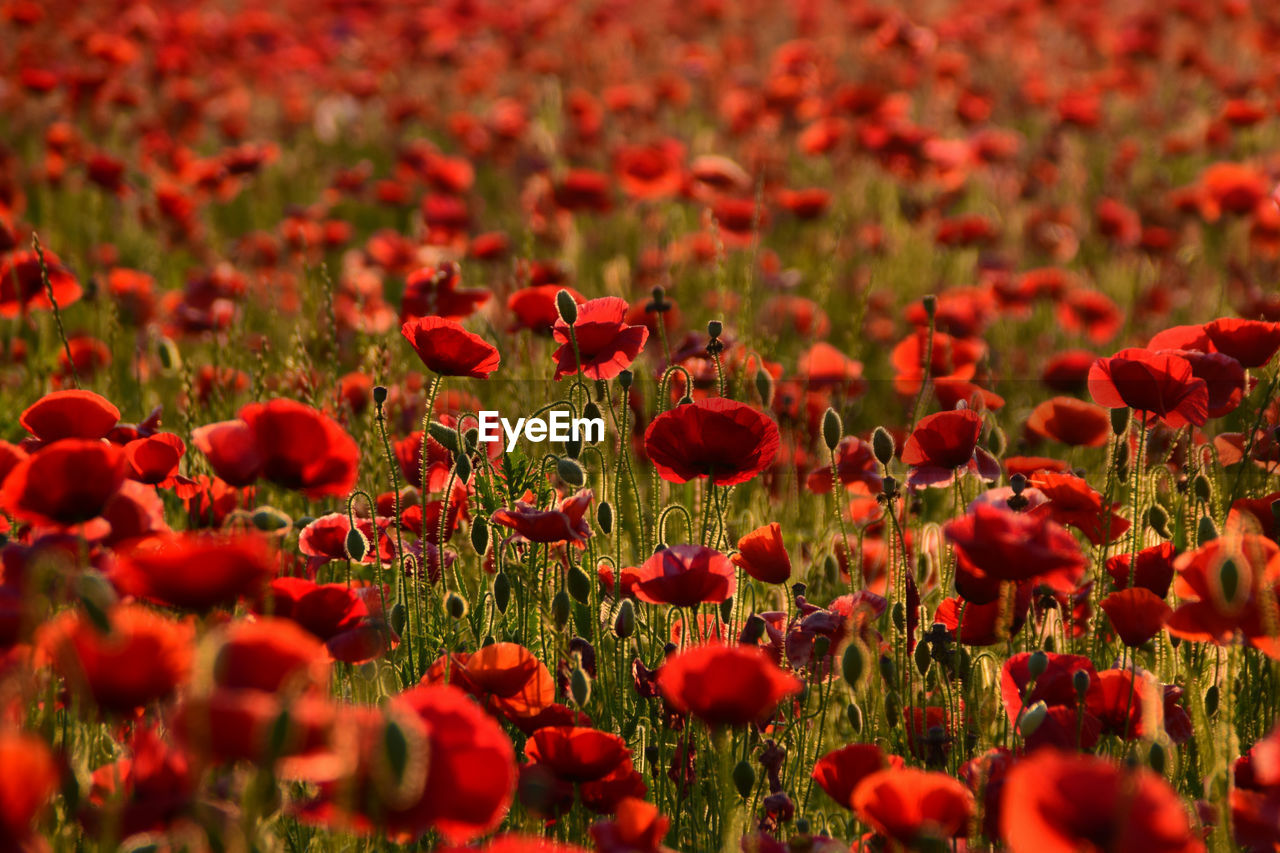 CLOSE-UP OF RED POPPIES IN FIELD