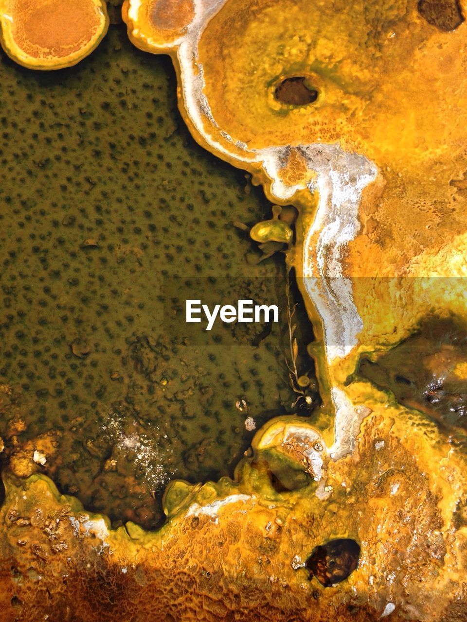 Geyser in yellowstone national park