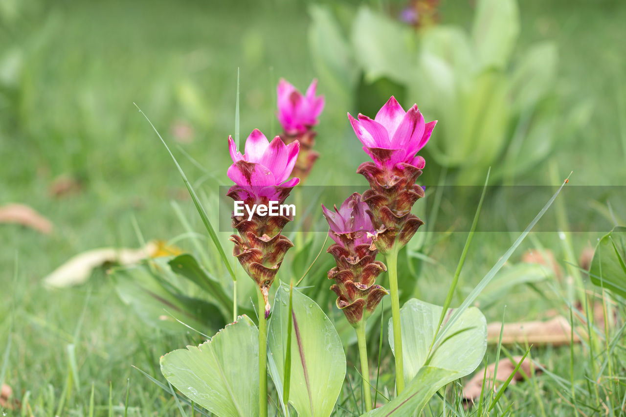 CLOSE-UP OF PINK FLOWERING PLANT IN FIELD